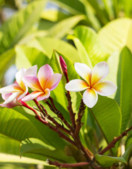 Frangipani Plumeria flowers