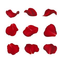 Red rose petals isolated on white 
