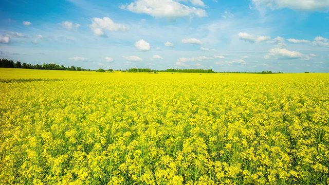 blooming canola on the field, panoramic time-lapse