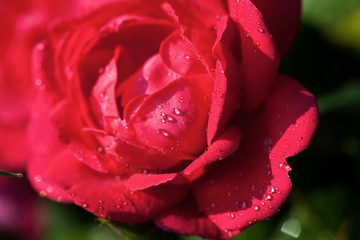 Beautiful rose flower closeup