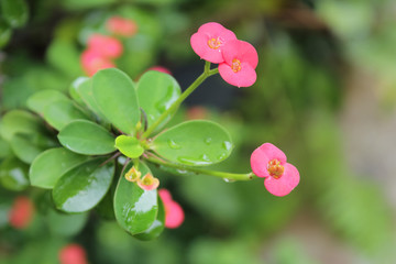 Crown of thorns, Christ Thorn
