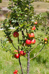 apple tree in the garden Mountain