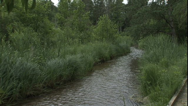 Mississippi Headwaters stream