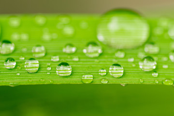 Macro closeup of Waterdrops on a Leaf