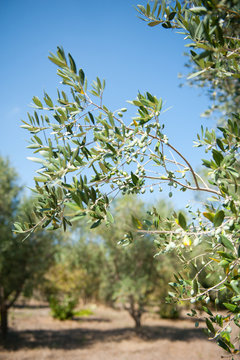 Olive tree branch detail on blue sky