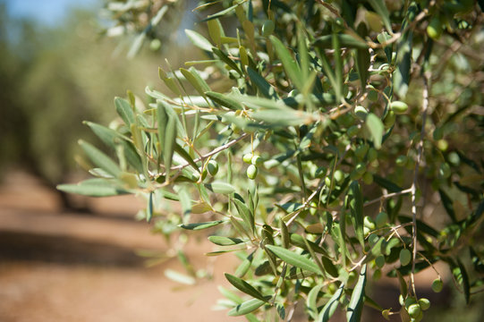 Olive tree branch detail