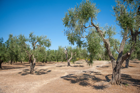 Olive trees in large agricultural field