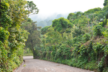 Fototapeta na wymiar Path through rich highlands vegetation along the caffeinated community in Apaneca, Western El Salvador