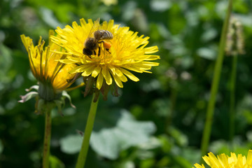 récolte de pollens