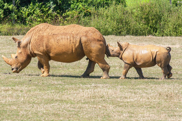 Rhinocéros et son petit dans la plaine