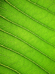 Patterned green leaf of the Plumeria tree background