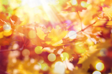 Autumn maple leaves background