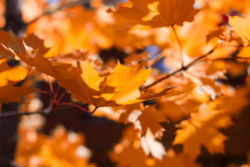Obraz na płótnie Canvas Autumn maple leaves background