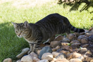 little kitten playing in nature