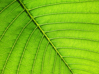Patterned green leaf of the Plumeria tree background