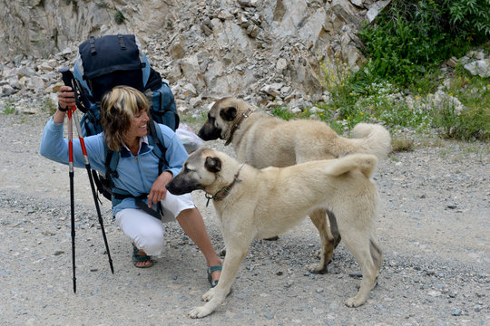 traveler meets with local dogs