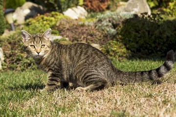 little kitten playing in nature