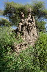 Termite mound in Serengeti National Park, Tanzania, Africa