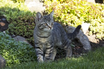 Fototapeta premium little kitten playing in nature
