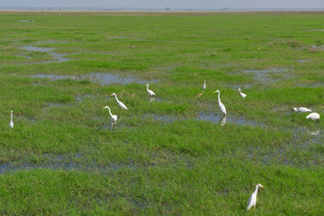 Obraz na płótnie Canvas Birds on the wetland in Amboseli National Park, Kenya