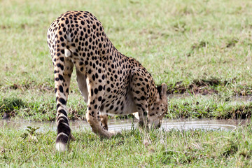 Cheetah drinking water in Serengeti National park, Tanzania, East Africa