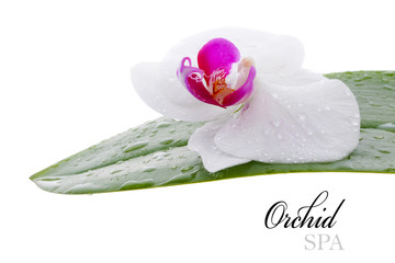 Orchid flower on a leaf