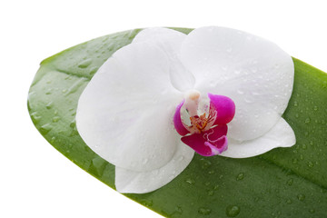 Orchid flower on a leaf