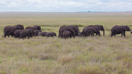 Fototapeta na wymiar Herd of African elephant, Amboseli National Park, Kenya, Africa