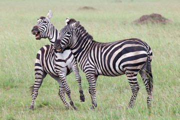 Fototapeta na wymiar Two Zebras Fighting in Serengeti National Park, Tanzania, Africa