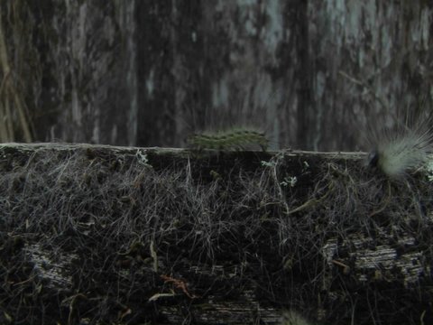 Several caterpillars move across a branch.