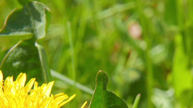 Ladybird on blade of grass
