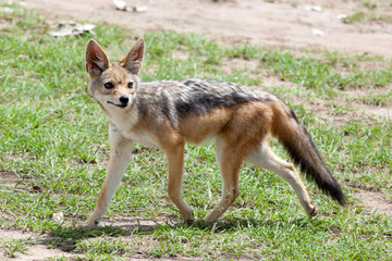 Side view of black-backed jackal (Canis mesomelas),  Masai Mara National Reserve, Kenya, Africa. 