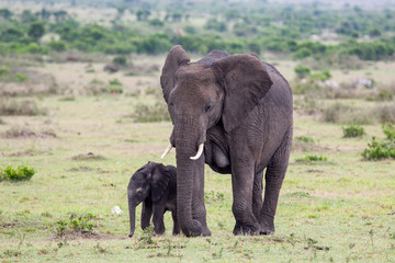 Fototapeta premium Baby African bush elephant walking with mother, Masai Mara, Kenya, 