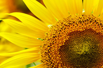 鮮明なヒマワリ