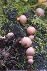 Lycogala epidendrum  in a green moss
