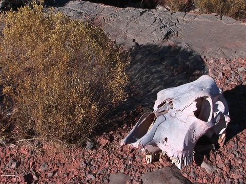 A cow skull lies in the desert.