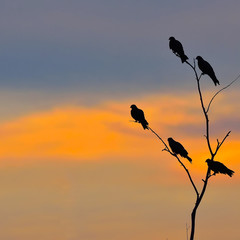 Silhouette bird at sunset