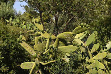 Kaktus