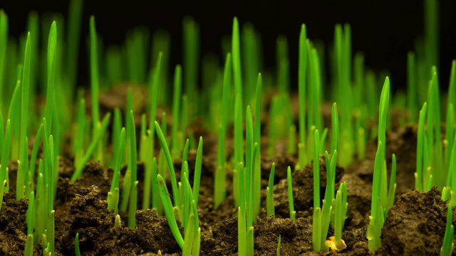 Accelerated Growth of Fresh New Green Grass on the Dark Earthen Ground. Timelapse. 4K.