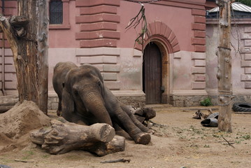 Fototapety  słoń