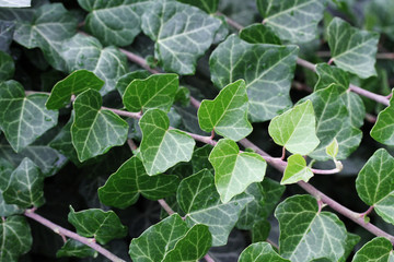 Obraz premium texture or background of green leaves, the bright light makes nice and relaxing color.