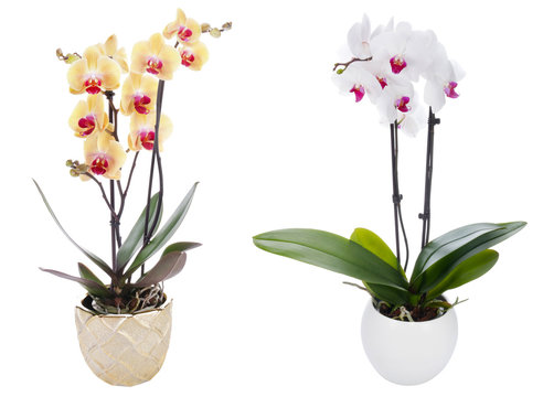 Orchid on a white background