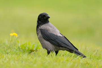 Aaskrähe, Carrion crow, Corvus corone