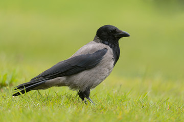 Aaskrähe, Carrion crow, Corvus corone