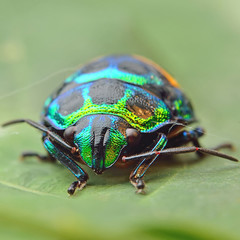 Naklejka premium Bug (Chrysocoris stollii)
