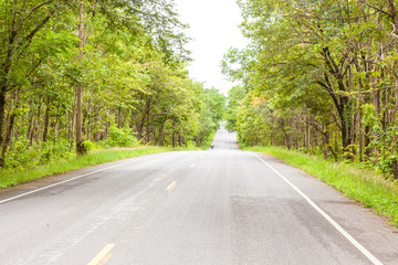 Obraz premium road in the forest