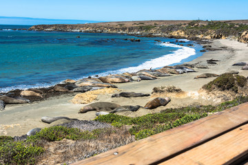 Elephant  seals on the beach, San Simeon, California © pikappa51