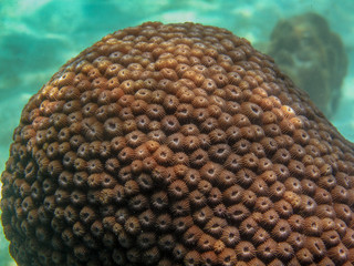 Fototapeta premium coral, Diploastrea