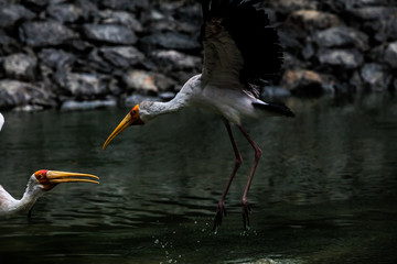 Painted storks fishing インドトキコウ