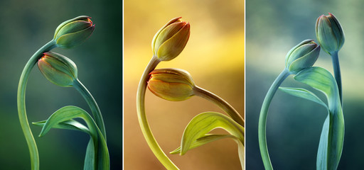 Tulipany kolor mix